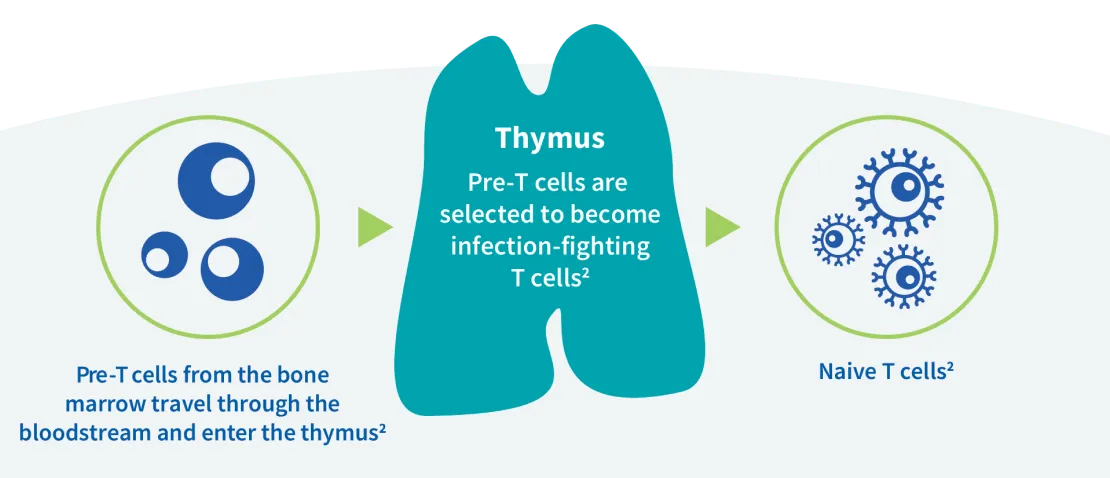 Role Of Thymus