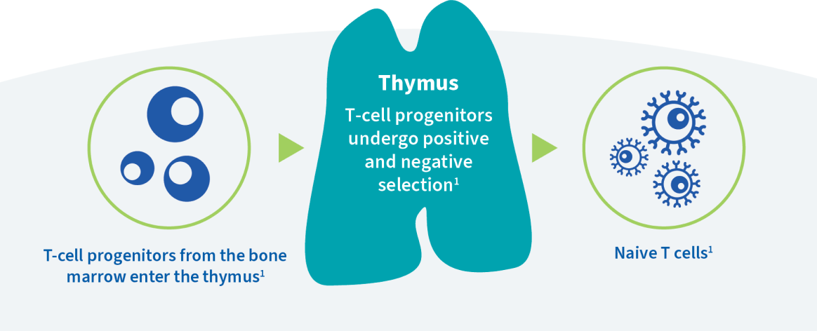 Diagram of the thymus' function
